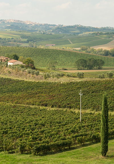 wijngaard Italië